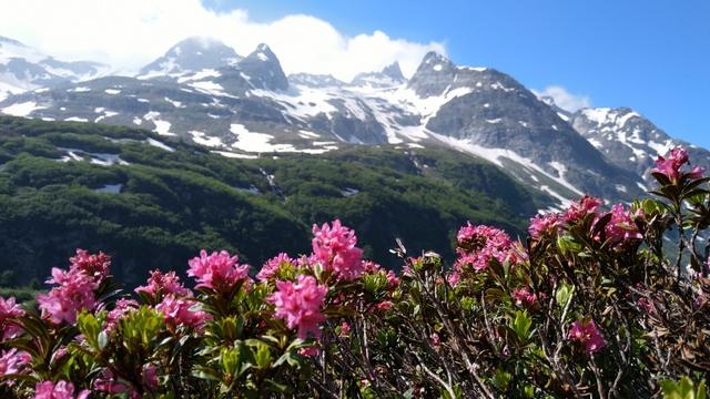 oder die Rostblättrige Alpenrose