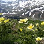 Gelbe Alpen-Küchenschelle so weit das Auge reicht