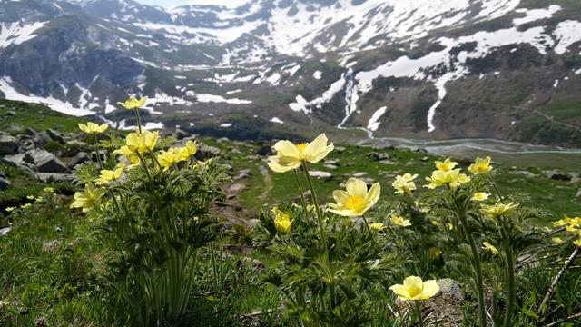 Gelbe Alpen-Küchenschelle so weit das Auge reicht