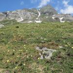 nicht nur eine, nein hunderte von Gelben Alpen-Küchenschellen