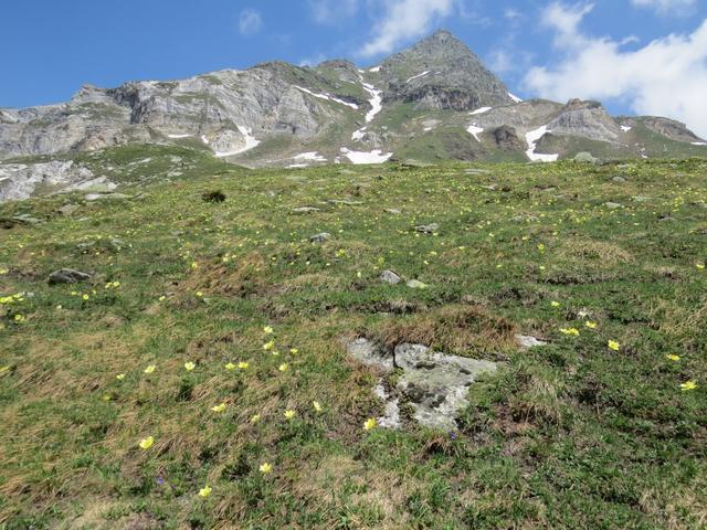 nicht nur eine, nein hunderte von Gelben Alpen-Küchenschellen