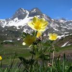 der Bergfrühling hier im Binntal ist traumhaft schön