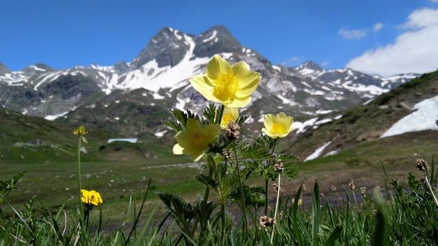 der Bergfrühling hier im Binntal ist traumhaft schön