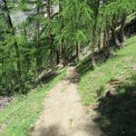 steil führt uns nun der Waldweg durch den Lärchenwald abwärts...