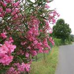 Oleander können wir am Strassenrand bestaunen. Diese Pflanze ist in Italien praktisch überall zu sehen