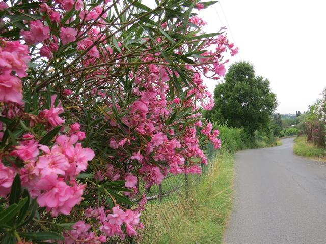 Oleander können wir am Strassenrand bestaunen. Diese Pflanze ist in Italien praktisch überall zu sehen