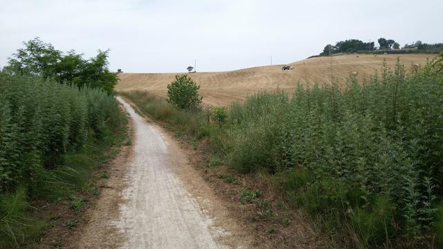 bei bestem Wanderwetter, wandern wir durch die toskanische Landschaft