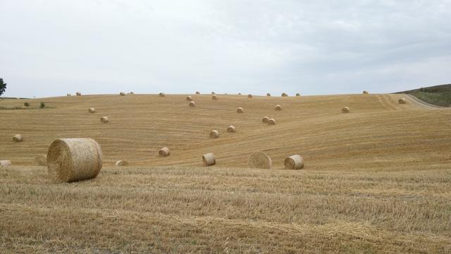 die Kornfelder sind schon gemäht. Tausende von Strohballen liegen verstreut auf den riesigen Felder