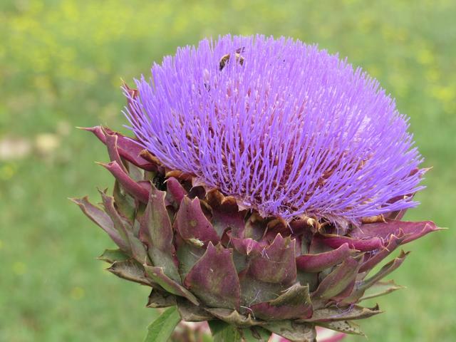 diese Artischocke wurde nicht geerntet, darum steht sie nun in voller Blüte