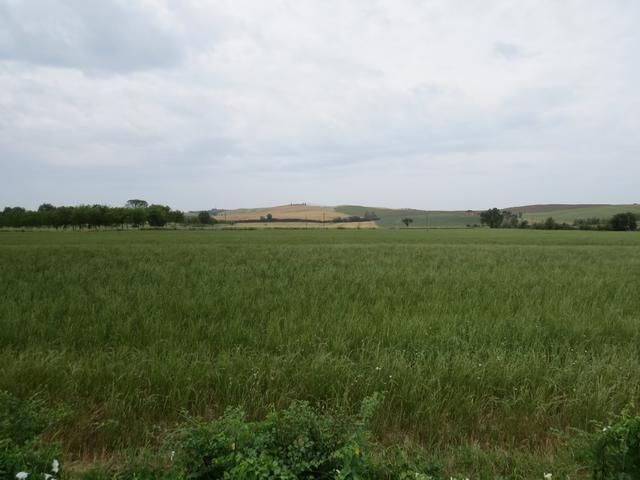 manche Felder haben wieder dieses Gras wo wir nicht kennen. Tierfutter?