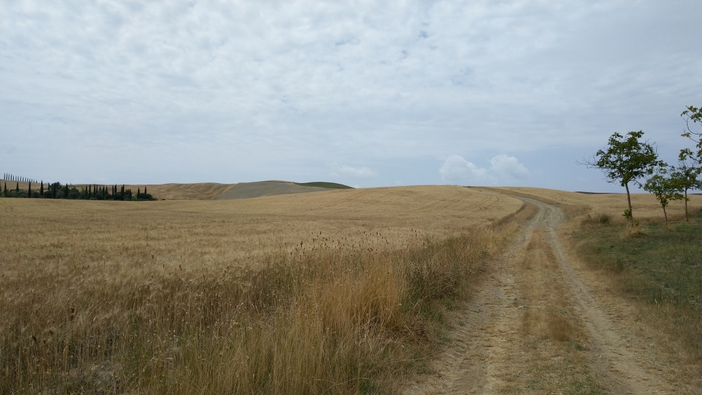 neben Kornfelder wandern wir alles auf dem Höhenzug Richtung Monteroni d'Arbia