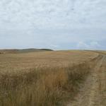 neben Kornfelder wandern wir alles auf dem Höhenzug Richtung Monteroni d'Arbia