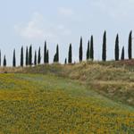 Zypressenallee typisches Wahrzeichen der Toscana