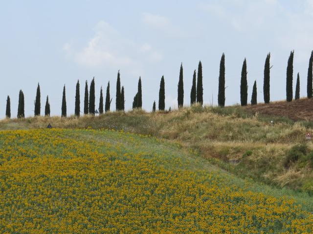 Zypressenallee typisches Wahrzeichen der Toscana