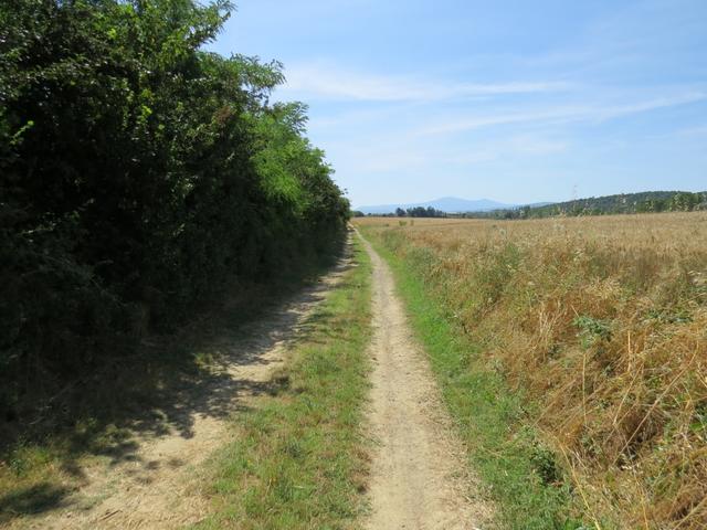 dia Via Francigena führt uns kilometerlang an Kornfelder entlang