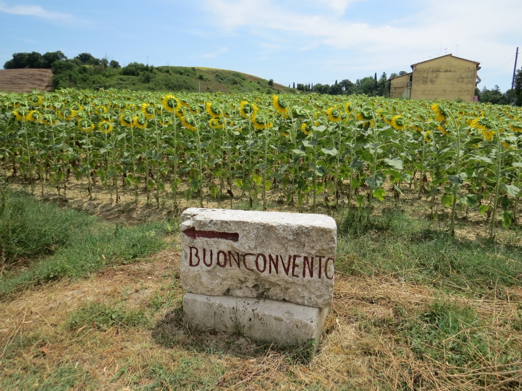 weiter geht Richtung Buonconvento