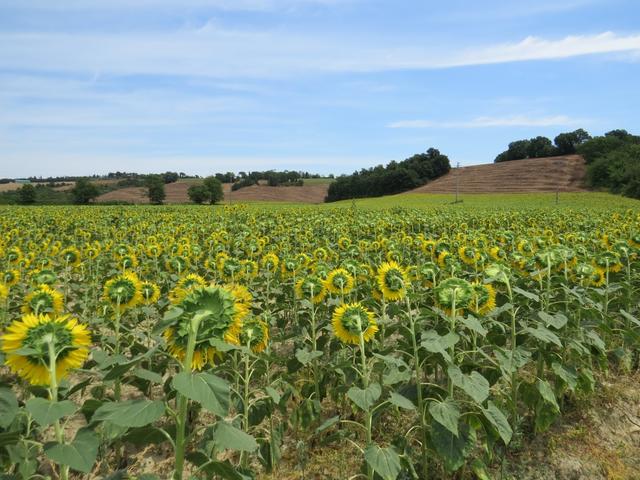 die ersten Sonnenblumenfelder tauchen vor uns auf