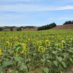 die ersten Sonnenblumenfelder tauchen vor uns auf