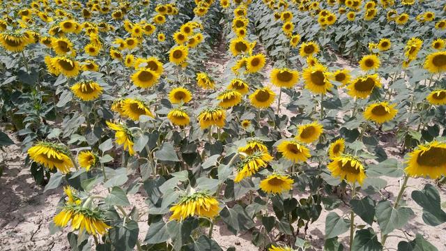 die Toskana ist ein grosser Produzent von hochwertigem Sonnenblumenöl