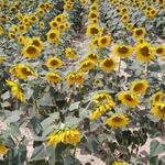 die Toskana ist ein grosser Produzent von hochwertigem Sonnenblumenöl