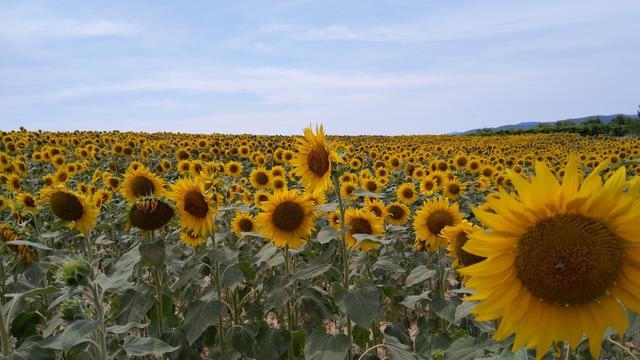 nicht zu vergessen Sonnenblumen