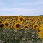 nicht zu vergessen Sonnenblumen