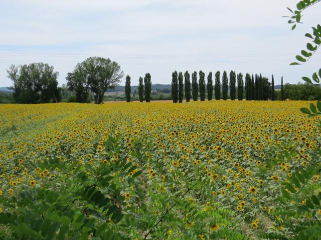 alles an Sonnenblumenfelder vorbei...