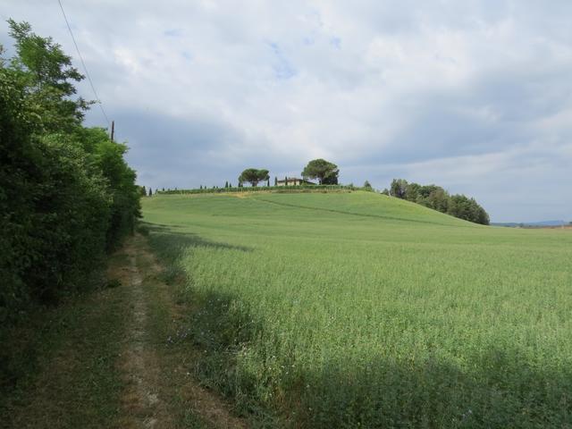 der Weg führt uns neben grünen Felder...