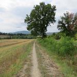 der Weg führt uns teilweise an der Via Cassia entlang