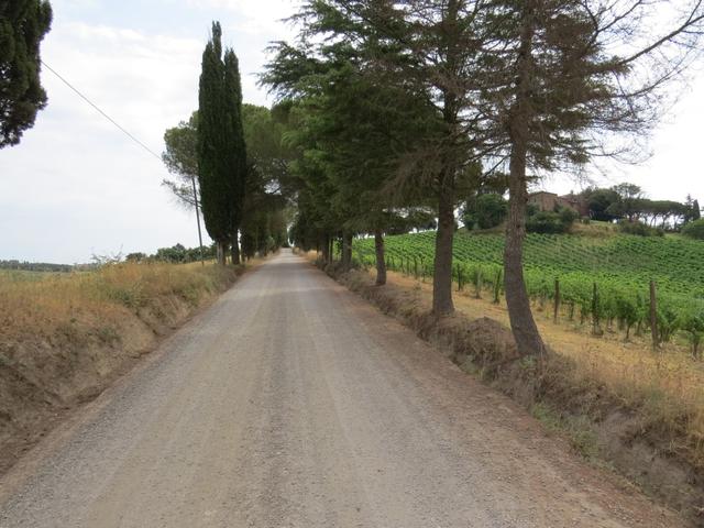 auch heute sind wir begeistert von der Wegführung der Via Francigena