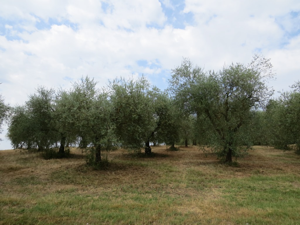 oder Olivenbäume