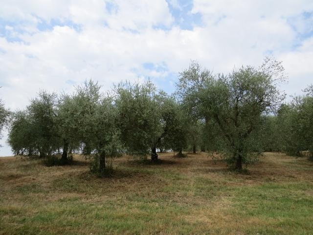 oder Olivenbäume