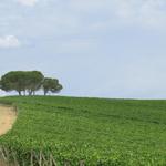 Toscana Val d'Orcia