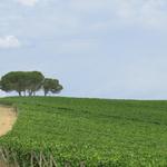 Toscana Val d'Orcia