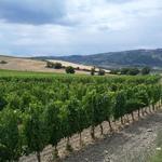 rechts am Bildrand ist Montalcino ersichtlich