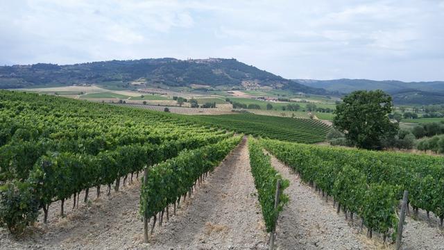 über die Rebberge hinauf, blicken wir nach Montalcino