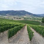 über die Rebberge hinauf, blicken wir nach Montalcino