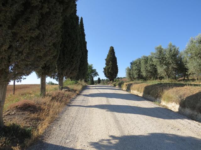 kurze Zeit später liegt San Quirico d'Orcia hinter uns. Über die typische "weisse Strasse" geht es Richtung Vignoni