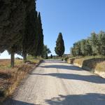 kurze Zeit später liegt San Quirico d'Orcia hinter uns. Über die typische "weisse Strasse" geht es Richtung Vignoni