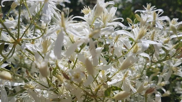 wir bestaunen sehr schöne unbekannte Blumen