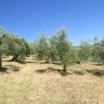 Olivenbäume soweit das Auge reicht