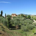 wir haben die Grenze der Toscana erreicht. Ab jetzt laufen wir durch das Lazio