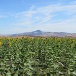 über ein Sonnenblumenfeld erspähen wir, wie sollte es anders sein, Radicofani