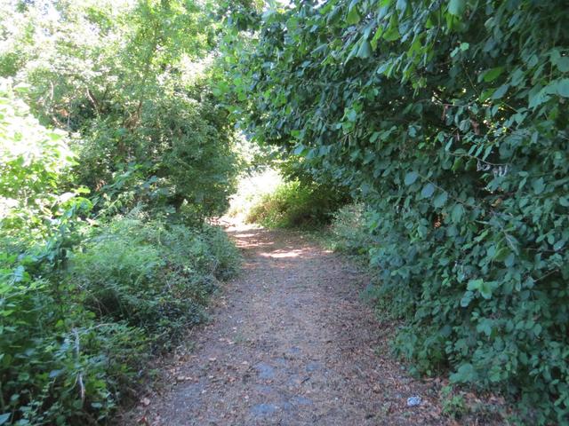 da Proceno auf einem Hügel liegt, heisst es nun alles abwärts zu laufen