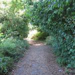 da Proceno auf einem Hügel liegt, heisst es nun alles abwärts zu laufen