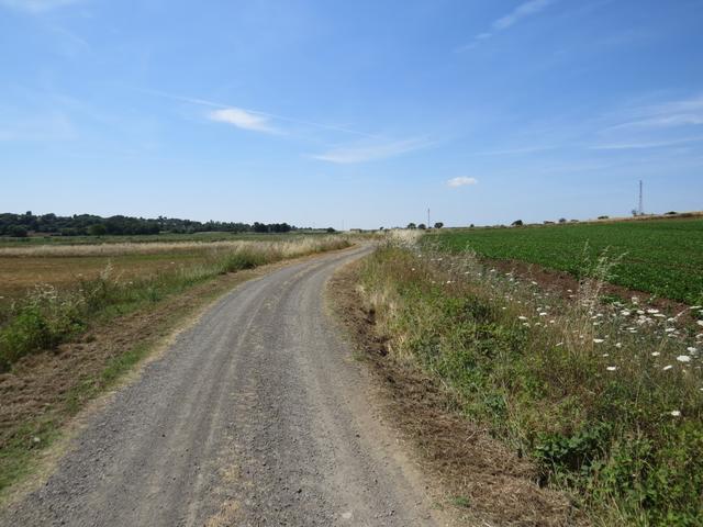 die Via Francigena führt uns über endlose Felder, wo Gemüse abgepflanzt wird...