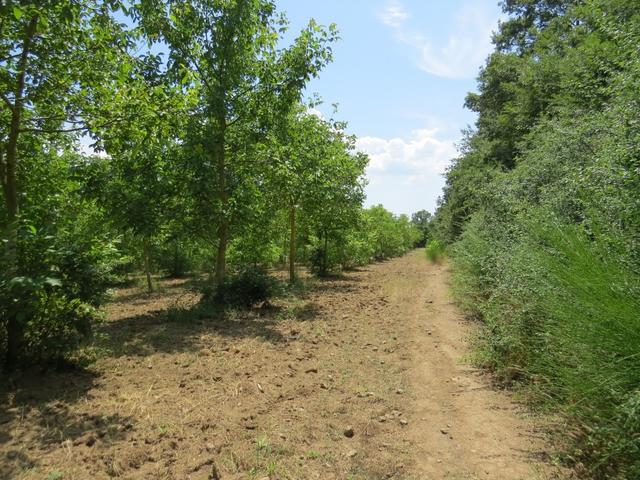 vorbei an Obstplantagen geht es weiter Richtung Bolsena