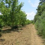 vorbei an Obstplantagen geht es weiter Richtung Bolsena