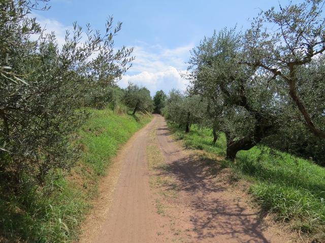 wir laufen an Olivenhainen vorbei