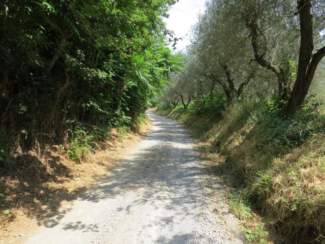Olivenbäume spenden Schatten
